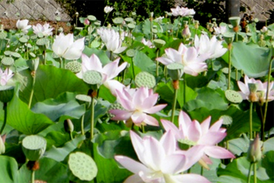 大藤・蓮の花