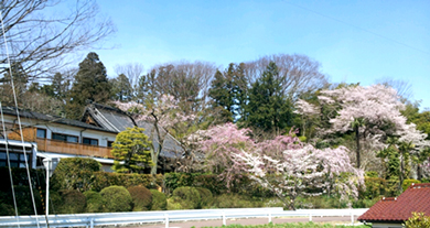 エドヒガン桜