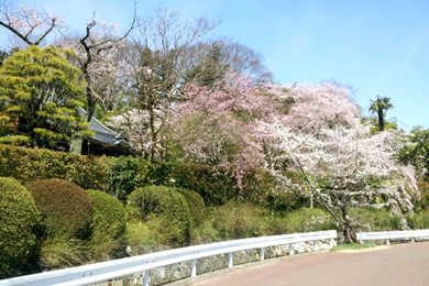 エドヒガン桜