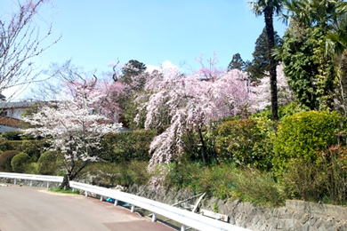 エドヒガン桜