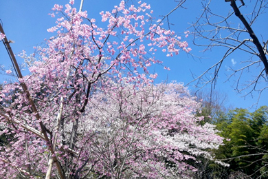 エドヒガン桜